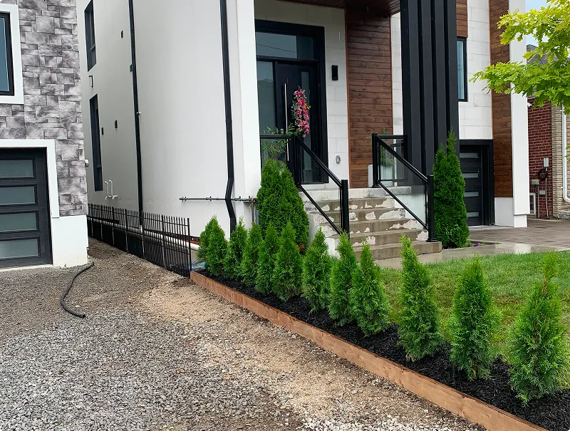 Emerald cedar privacy hedge planted in a mulched, timber-edged bed
