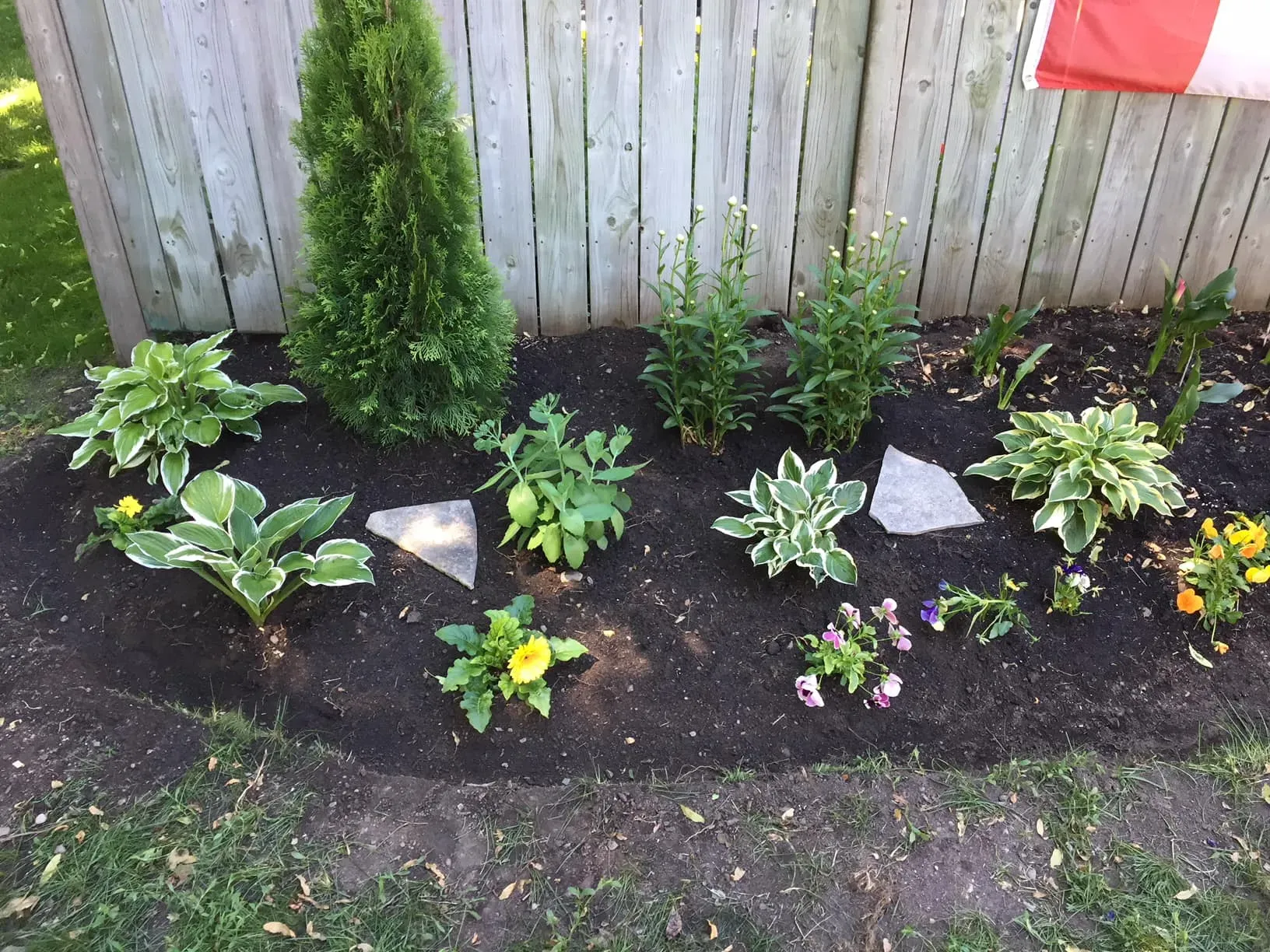 New garden bed planted with hostas, cedar and annuals along a backyard fence