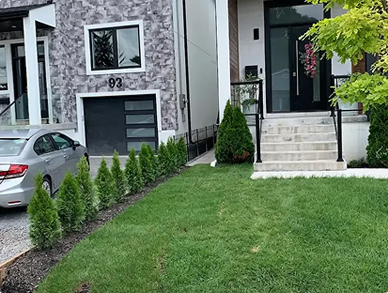 Fresh sod lawn and cedar hedge at a modern Toronto infill home